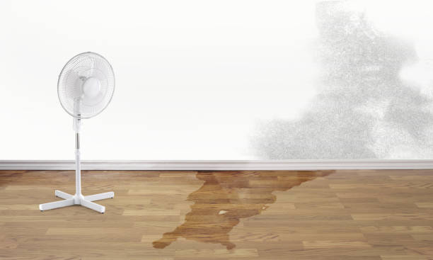 Best Mold removal after water damage  in USA